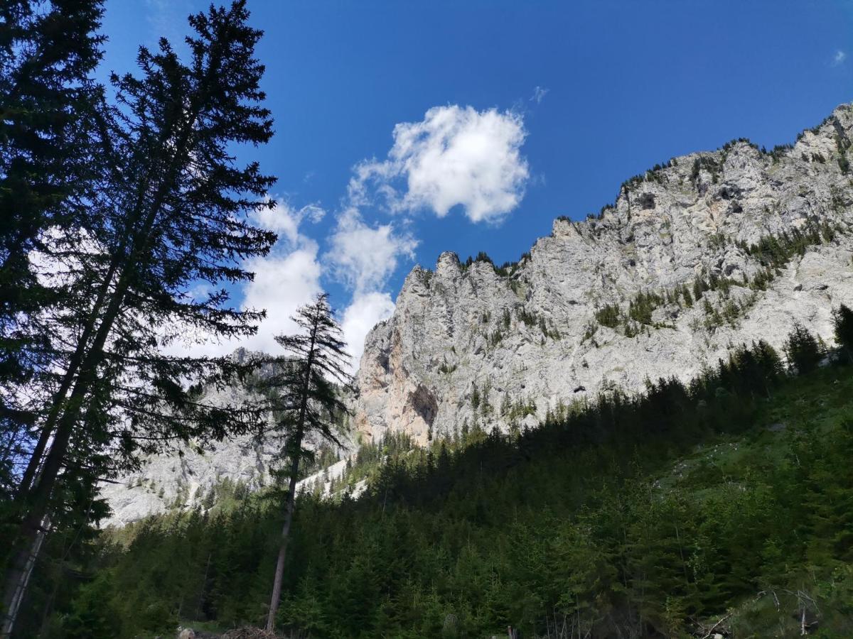 Haus Bergblick Fruehstueckspension Oberort エクステリア 写真