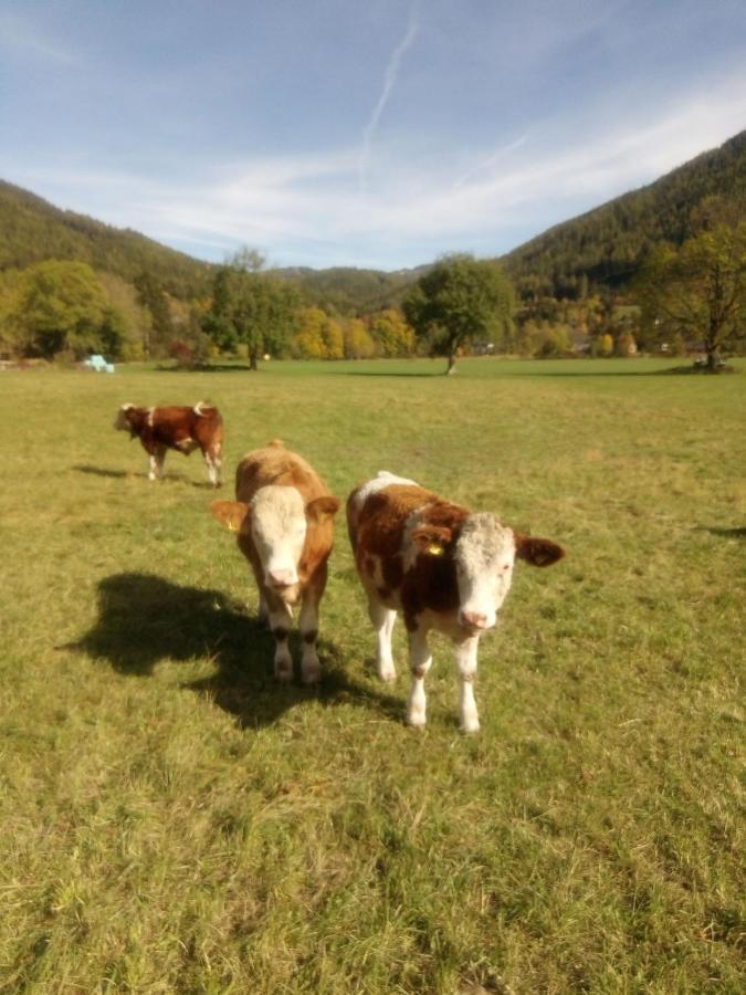 Haus Bergblick Fruehstueckspension Oberort エクステリア 写真